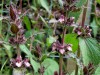 Limestone woundwort